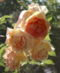 roses anglaises