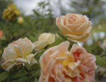 roses anciennes