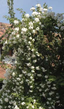 rosiers grimpants et lianes