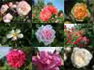 toute rosess anciennes a images