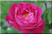 Rosier Ulrich Brunner Fils