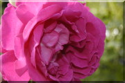 Rosier Parfum de l'Haÿ