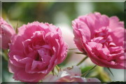 Rosier Pink Grootendorst