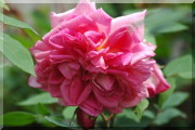 Rosier Grace Darling
