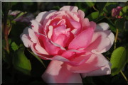 Rosier Lady Mary Fitzwilliam
