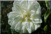 Rosier Albéric Barbier