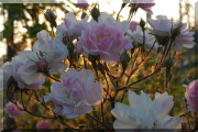 Rosier Paul's Himalayan Musk