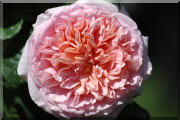 Rosier Abraham Darby