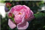 Rosier AUSfirst