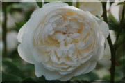 Rosier Glamis Castle