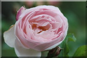 Rosier Heritage