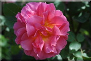 Rosier Lilian Austin