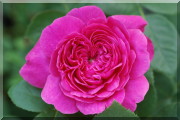 Rosier Noble Anthony