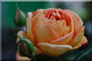 Rosier Pat Austin