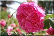 Rosier Sir Edward Elgar