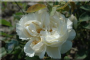 Rosier Kronprinzessin Viktoria