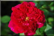Rosier Wenlock
