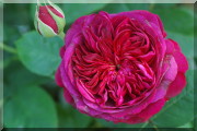 Rosier William Shakespeare