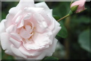 Rosier New Dawn