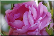 Rosier Heather Austin