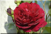Rosier Tess of the d'Urbervilles
