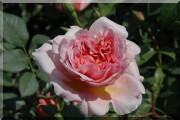 Rosier Anne Boleyn