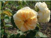 Rosier Yellow Button