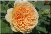 Rosier Crown Princess Margareta