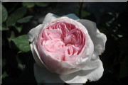 Rosier Geoff Hamilton
