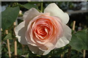 Rosier Perdita