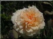 Rosier Bredon