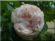 Rosier Cymbeline