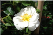 Rosier Snowflake