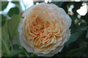Rosier English Garden