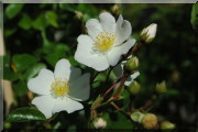 Rosier Wichuriana