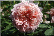 Rosier William Morris