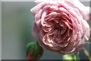 Rosier William Morris