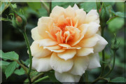 Rosier Grace