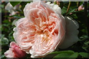 Rosier Wildeve