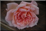 Rosier Janet