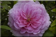 Rosier The Mayflower