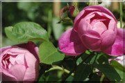 Rosier Corvedale