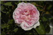 Rosier Cottage Rose