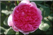 Rosier John Clare