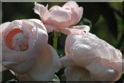 Rosier St. Cecilia