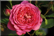 Rosier Jubilee Celebration