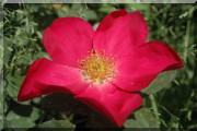 Rosier Rose of Picardy