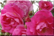 Rosier Therese