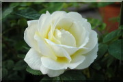 Rosier Souvenirs d'�t� (syn. Wetterauer Sommer)