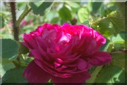 Rosier Eugenie Guinoisseau